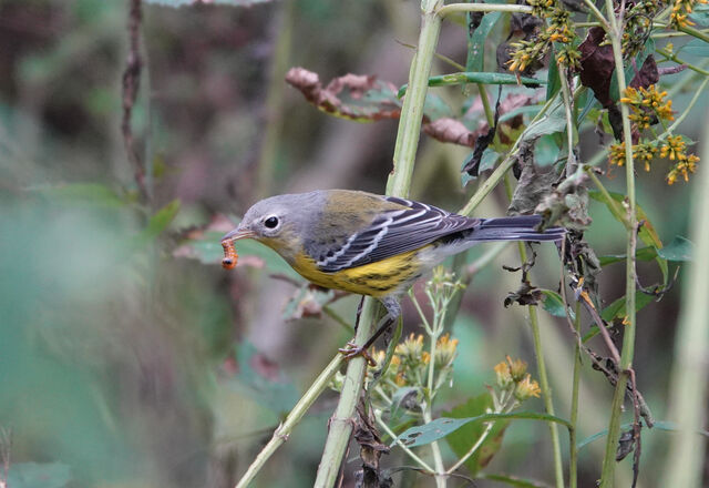 Magnolia Warbler