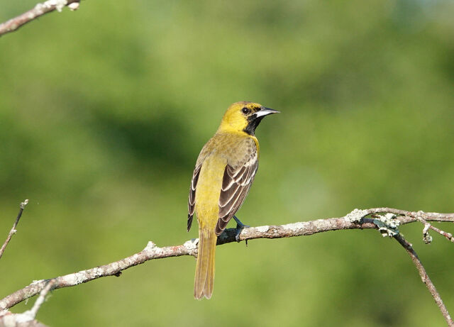 Orchard Oriole