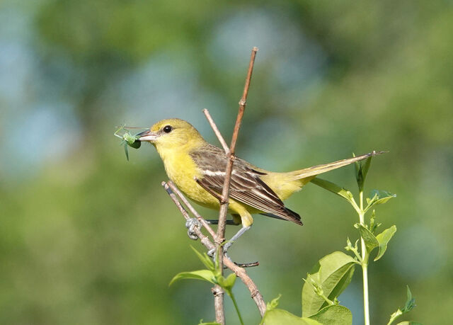 Orchard Oriole