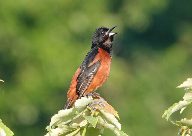 Orchard Oriole