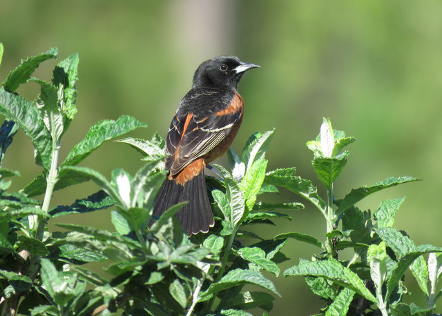 Orchard Oriole