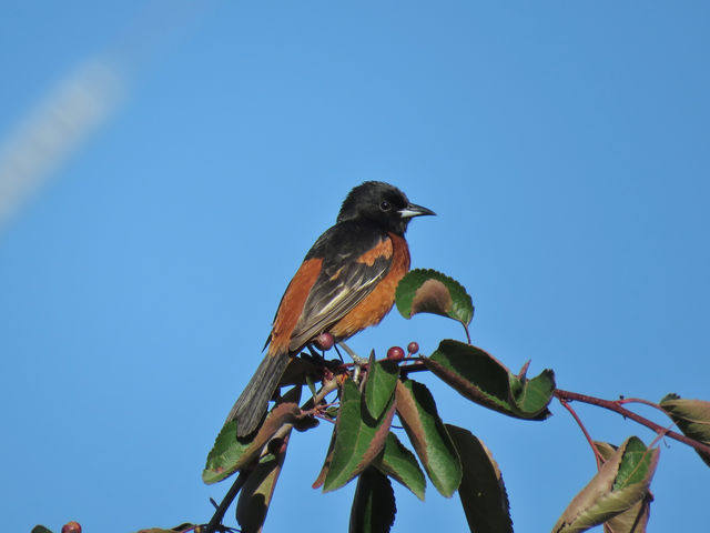 Orchard Oriole