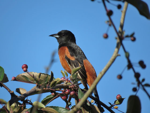 Orchard Oriole