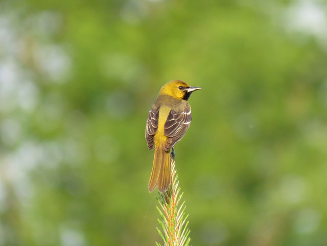 Orchard Oriole