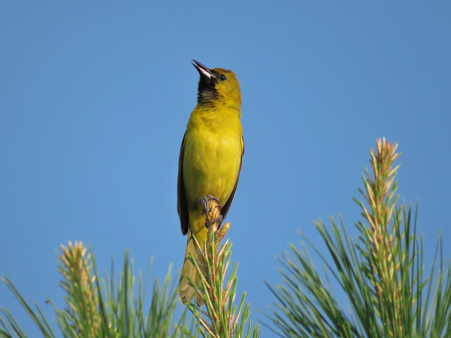 Orchard Oriole