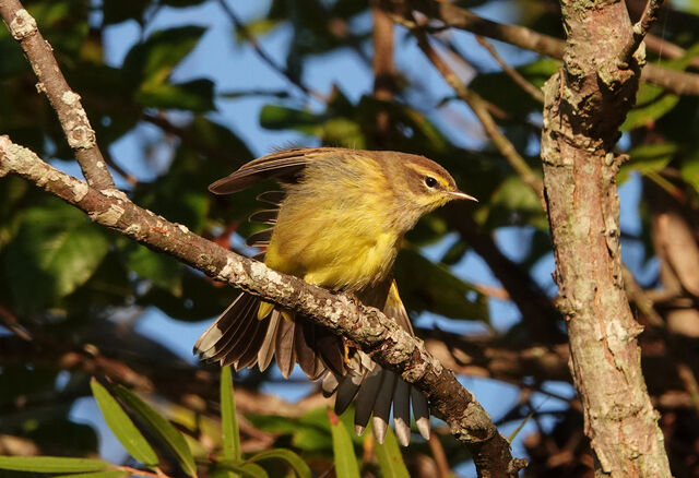 Palm Warbler