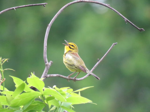 Prairie Warbler