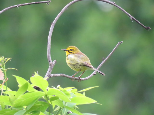 Prairie Warbler