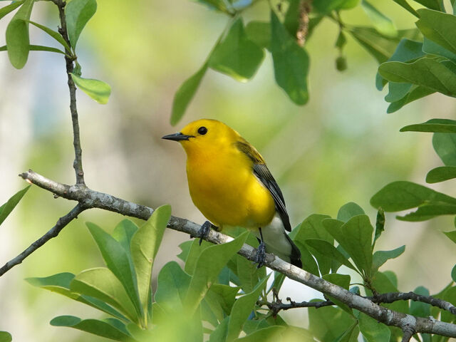 Prothonotary Warbler