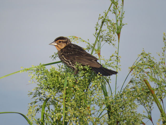 Red-winged Blackbird