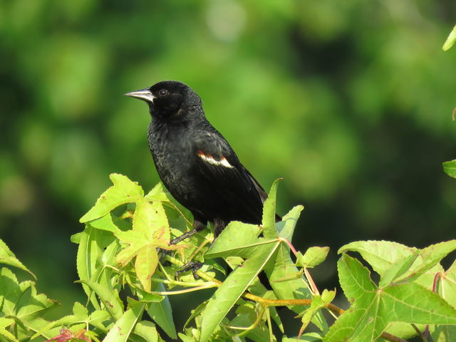 Red-winged Blackbird