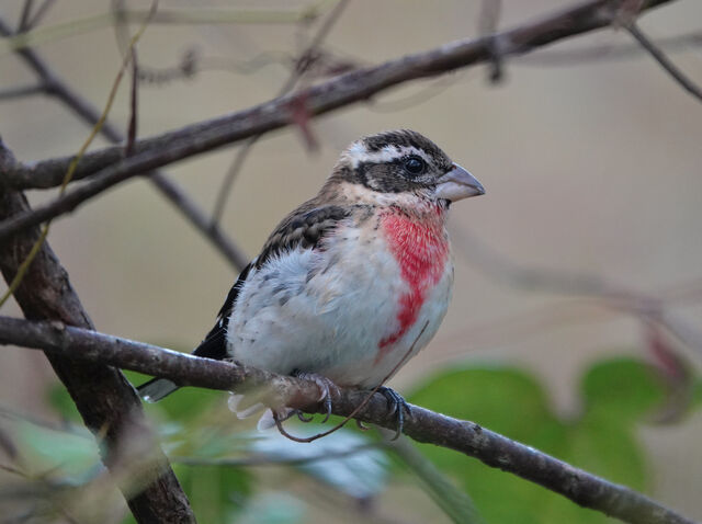 Rose-breasted Grosbeak