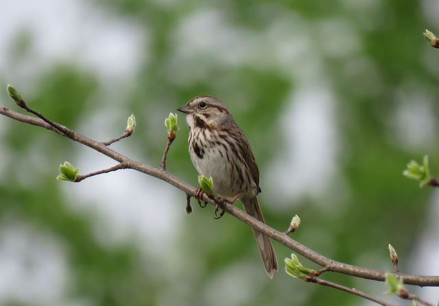 Song Sparrow