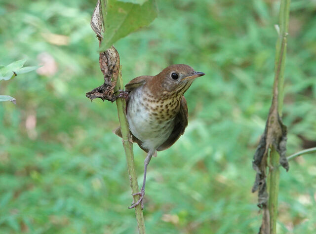 Veery
