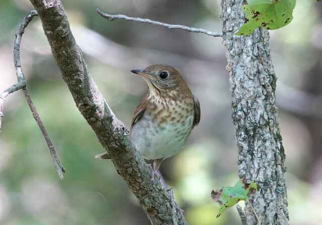 Veery