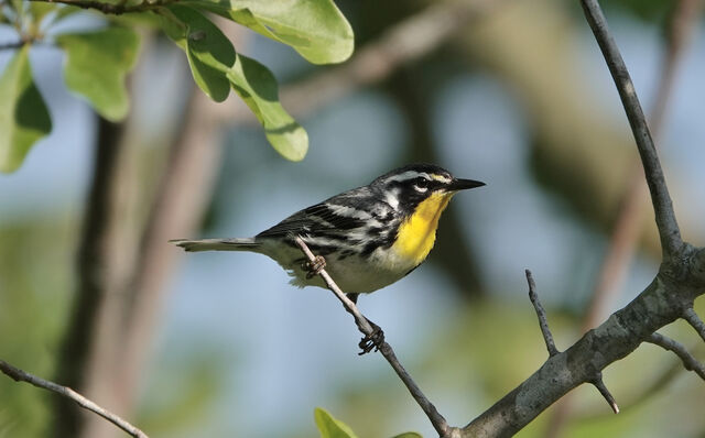 Yellow-throated Warbler