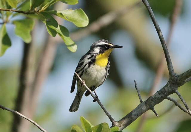 Yellow-throated Warbler