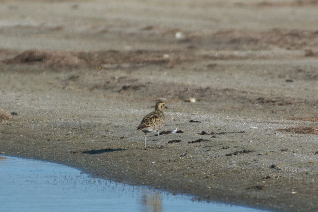 Pacific Golden-Plover