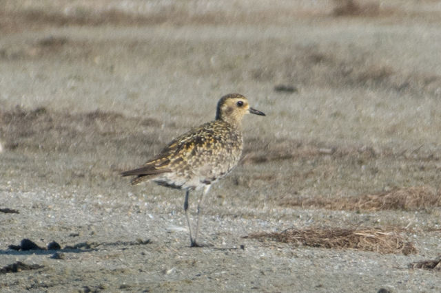 Pacific Golden-Plover