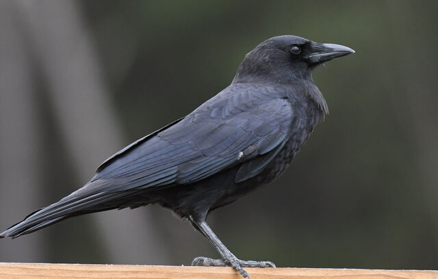 American Crow