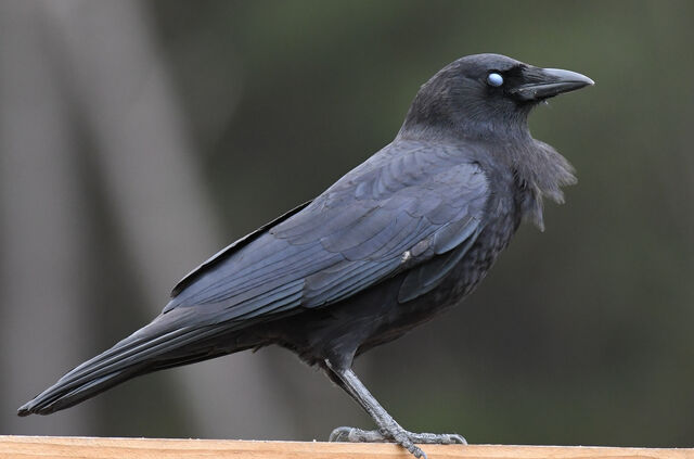 American Crow