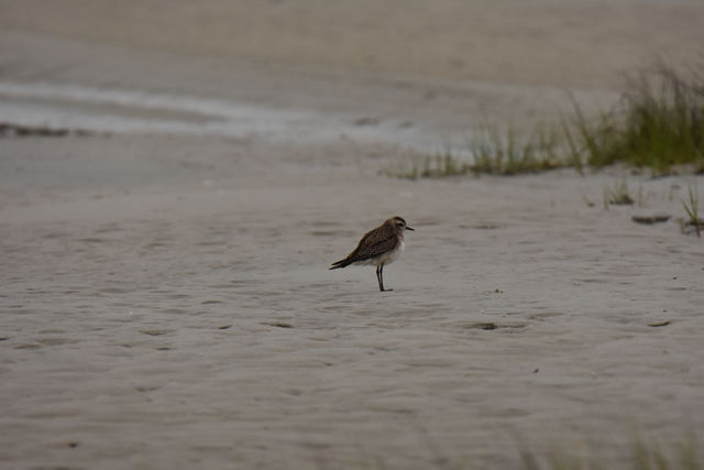 American Golden-Plover