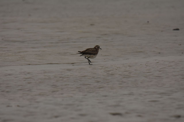 American Golden-Plover