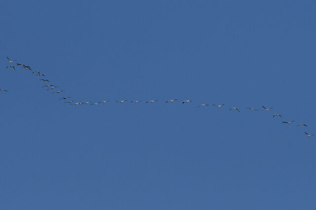 American White Pelican