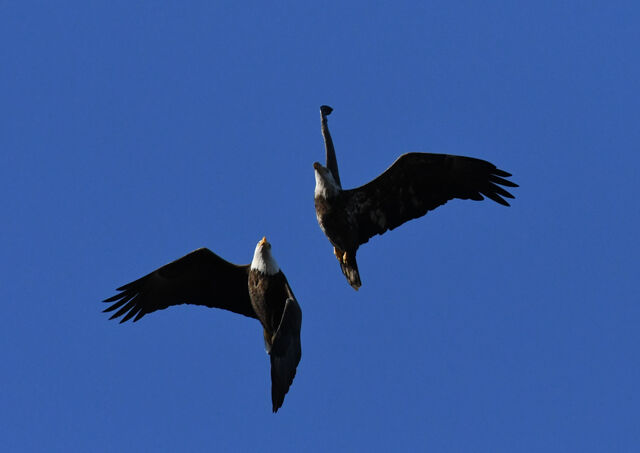 Bald Eagle