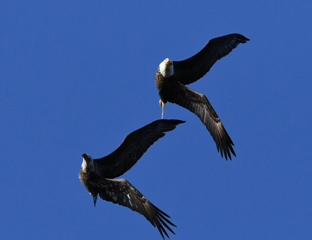 Bald Eagle
