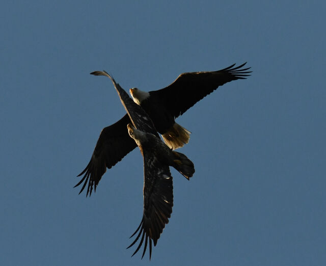 Bald Eagle