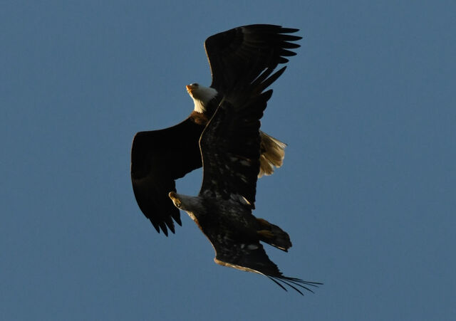 Bald Eagle