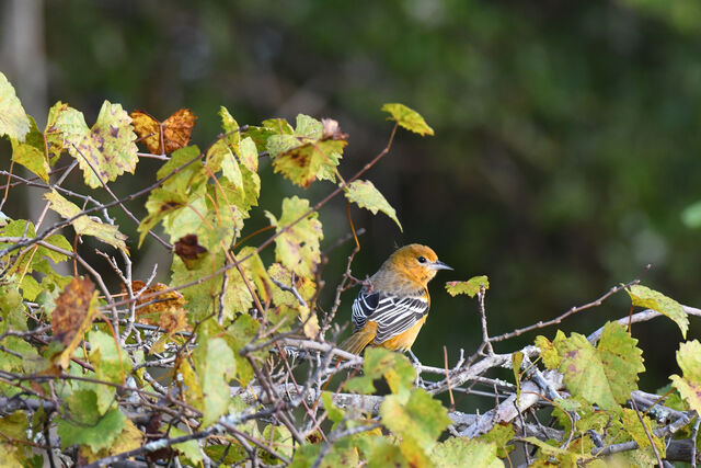 Baltimore Oriole