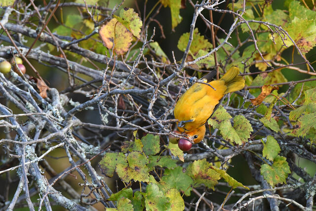 Baltimore Oriole