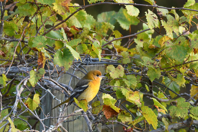 Baltimore Oriole