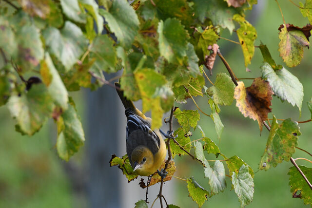 Baltimore Oriole