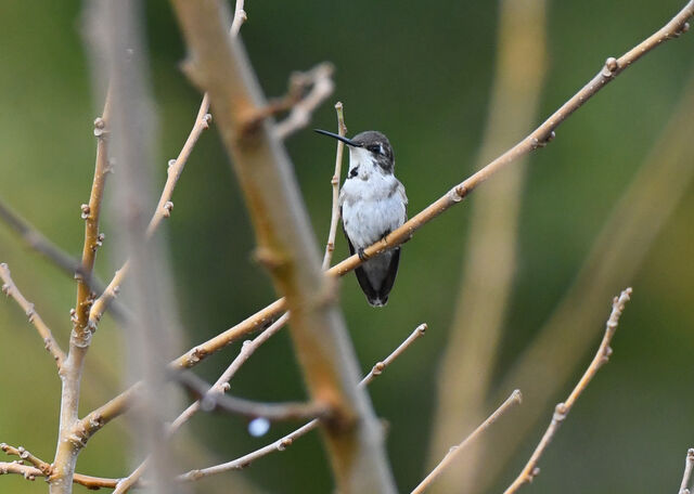 Black-chinned Hummingbird