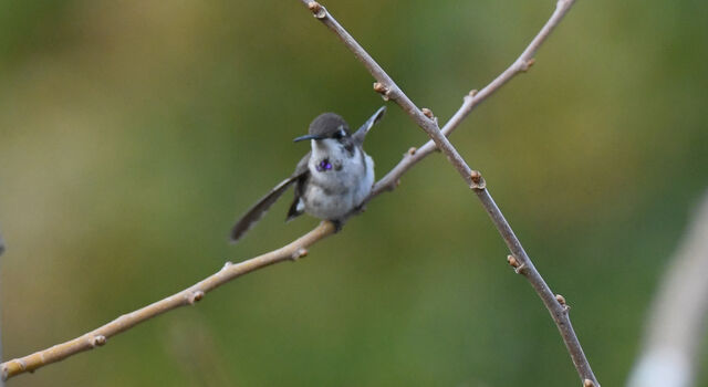 Black-chinned Hummingbird