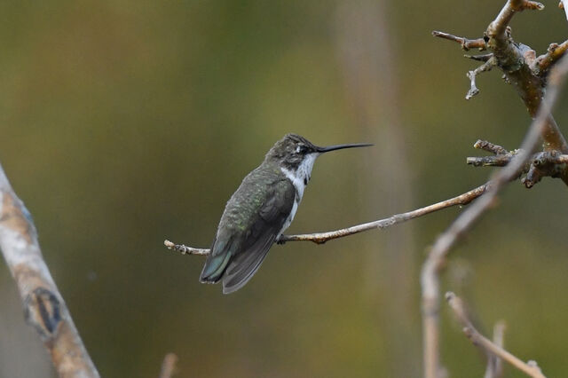 Black-chinned Hummingbird