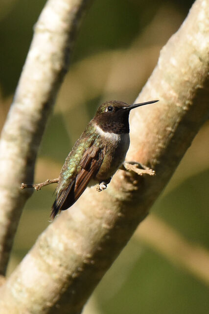 Black-chinned Hummingbird