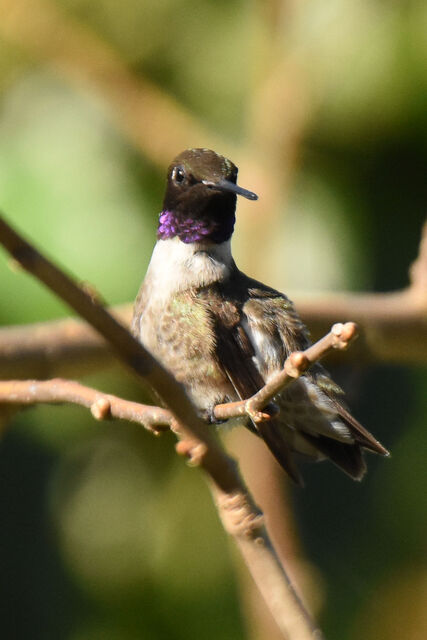 Black-chinned Hummingbird