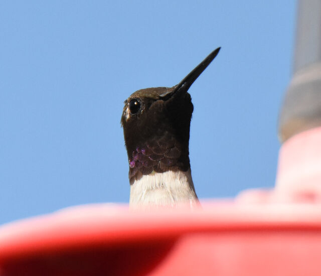Black-chinned Hummingbird