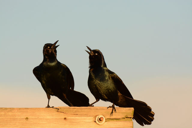 Boat-tailed Grackle