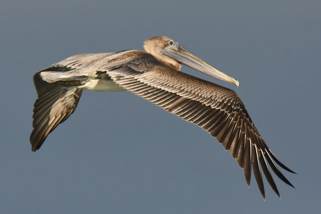 Brown Pelican