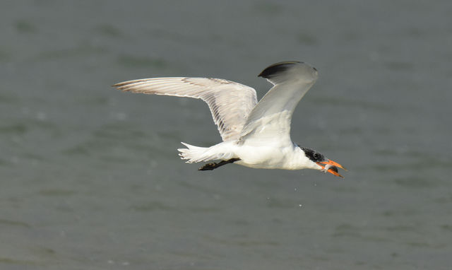 Caspian Tern