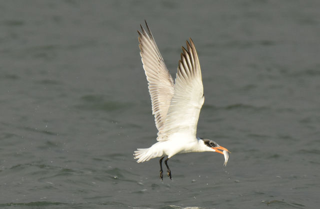 Caspian Tern