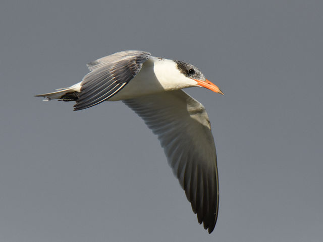 Caspian Tern