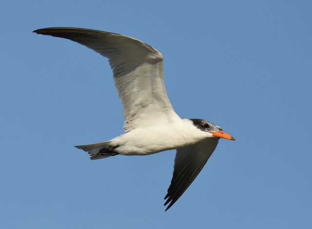 Caspian Tern