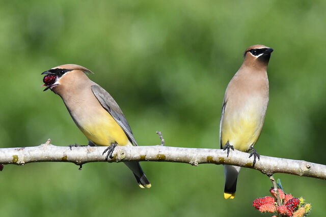 Cedar Waxwing