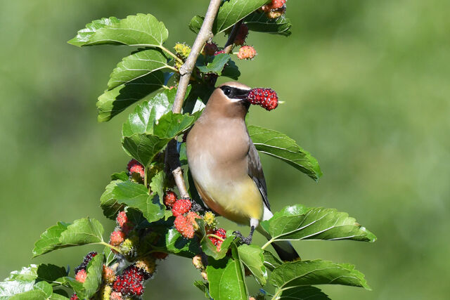 Cedar Waxwing